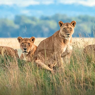 Grand Safari Kenya