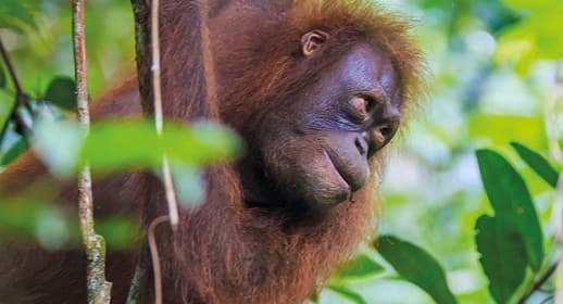 Wild Borneo