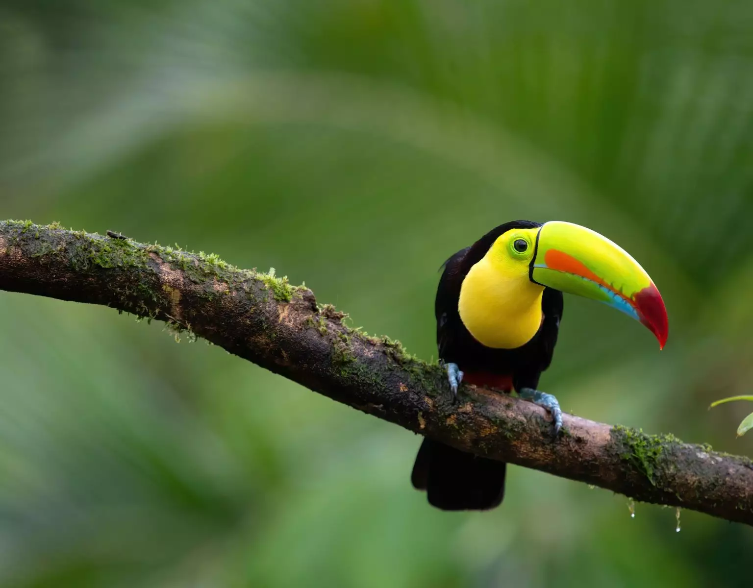 Colours of Costa Rica – Red Hot Offer