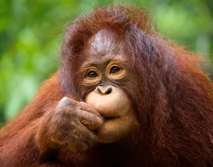Best of Borneo