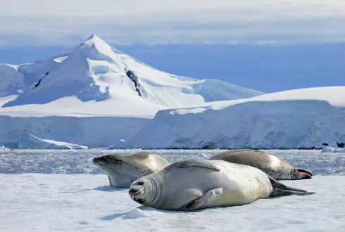 Antarctica, Falklands & Latin Wonders