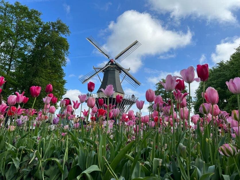 Tulip Time - Latin Touch