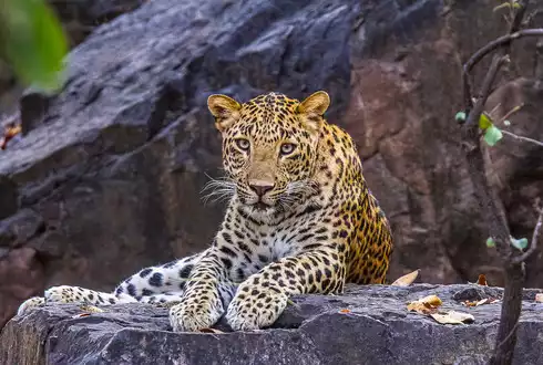 Wildlife of India – Red Hot Offer